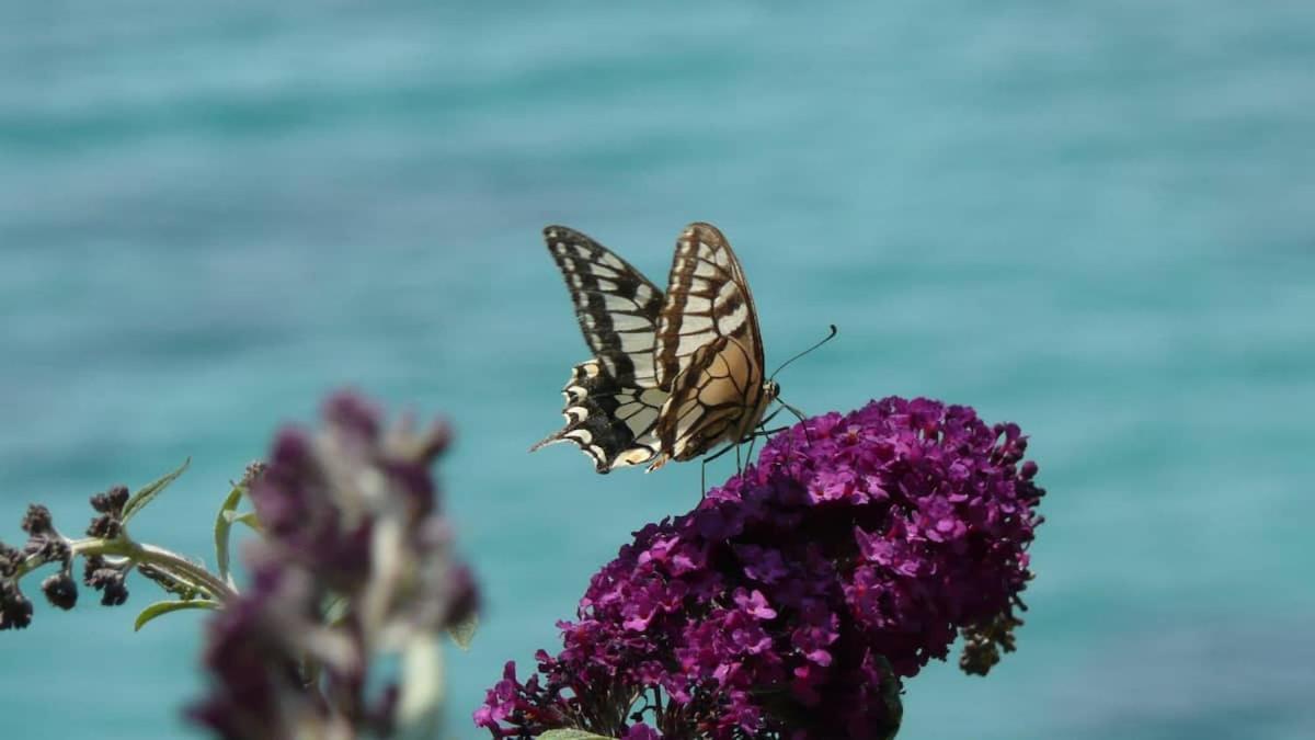 Magnolia Apartment Alonnisos Town Bagian luar foto